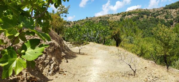 sale of land with olives garden in izmir