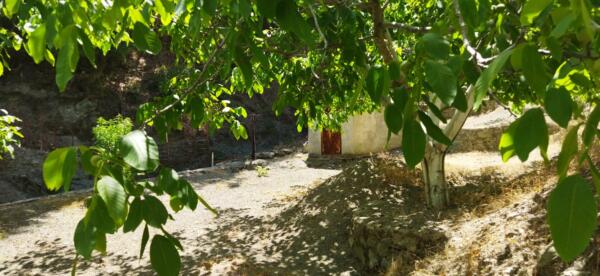 sale of land with grapes garden in izmir